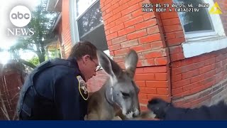‘Hi, buddy’: Police capture escaped kangaroo