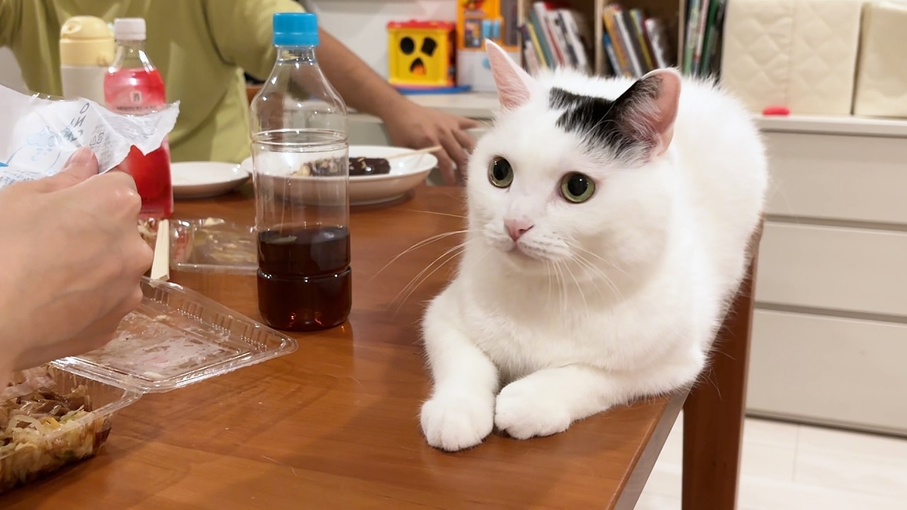 お祭りの日に猫を撮影してみました