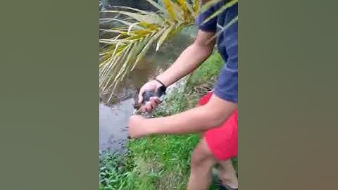 TANGKAP BURUNG RUAK RUAK LIAR PAKE TANGAN KOSONG