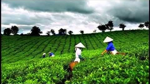 Trà Thái Nguyên | Du lịch Thái Nguyên | Cảnh đẹp đồi chè Thái Nguyên