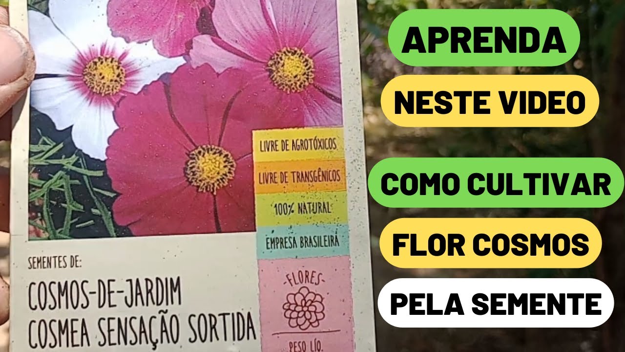 Como Plantar Cosmos sucesso no cultivo Flor Cosmos YouTube
