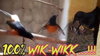 Download Lagu 100%DiJamin Kawin! Pancingan Suara Murai K4win ini Tercepat Membakar Birahi Murai Susah Kawin Part66 MP3