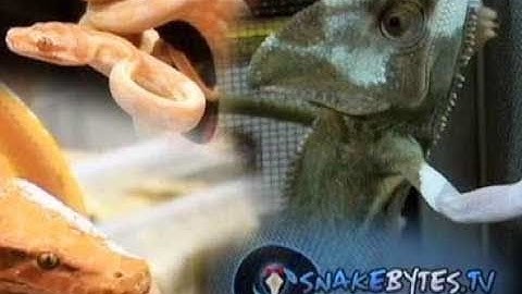 Snake Bytes TV - Snakes, Lizards, Turtles, Oh My!