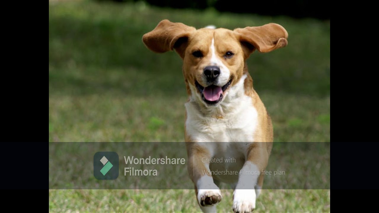 Dog Sound Ringtone Effect SFX Compilation YouTube