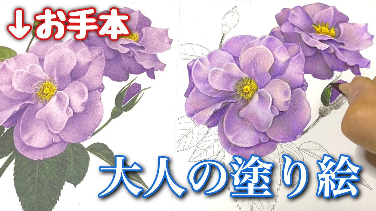 お手本を見ながら塗る、紫の花【大人の塗り絵】| Purple Flower | Coloring Book