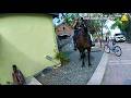 Here's Why You Don't Bite the Horse Cop