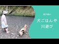 犬と猟師と家族たちの1週間