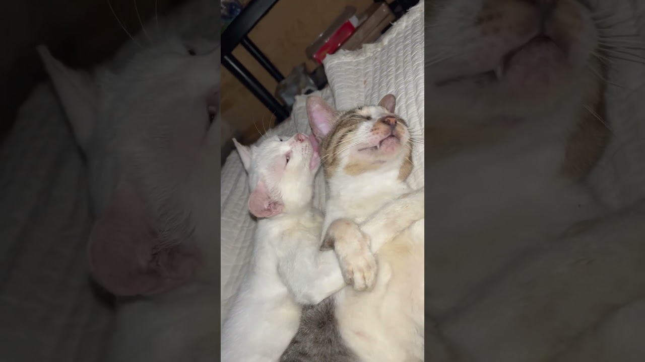 Pusang Pinoy (PUSPIN) or Philippines Cat