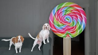 Dogs Get Excited by Giant Lollipop Prank! Funny Dogs Maymo & Potpie vs Giant Candy Pranks