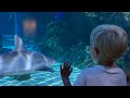 Toddler Gives Tour of Amazing Aquarium