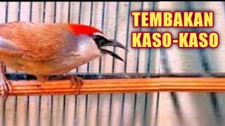 Tembakan Kaso Kaso Gacor || Masteran Jarang & Langka