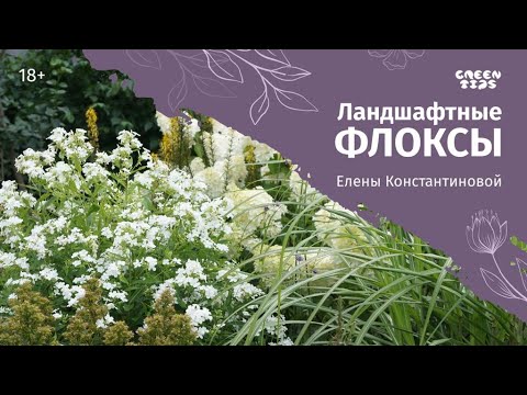 Видео: Флокс в градинския дизайн