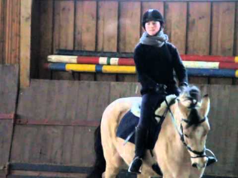 Knallbonbon W WE Training  ---   5 y/o stallion by Kachunga Deutsches Reitpony ---  #KnallbonbonWWE