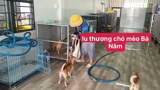 Mỗi đứa một hoàn cảnh đáng thương #iuthuongchomeoBaNam