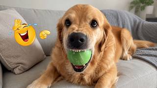 You Can’t Stop Laughing At These Dogs 🤣 FUNNIEST DOGS Video 2026