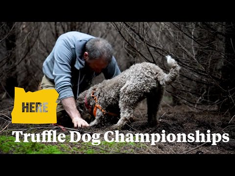 วีดีโอ: Truffle Dog Championship