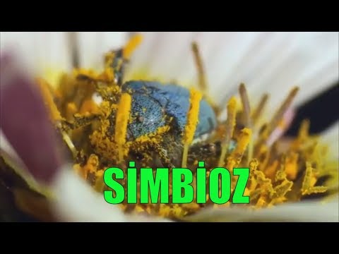 Video: Biologiyada simbioz nədir?