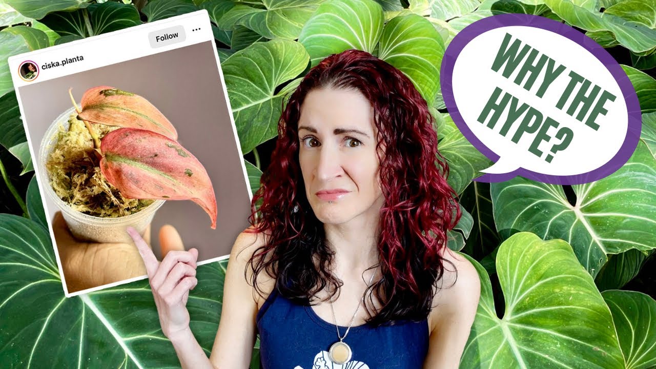 Overhyped Houseplants: Why I Don't Get It | HouseplanTEA Ranty Ep. 5