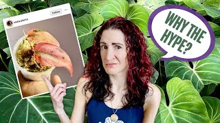 Overhyped Houseplants: Why I Don