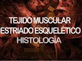 Músculo estriado esquelético | Histología