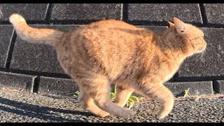 犬みたいな猫を追iいかけて　Chasing the Cat