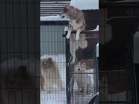 Wolfdog Escapes Kennel to Mate Female Dog in Kennel next door