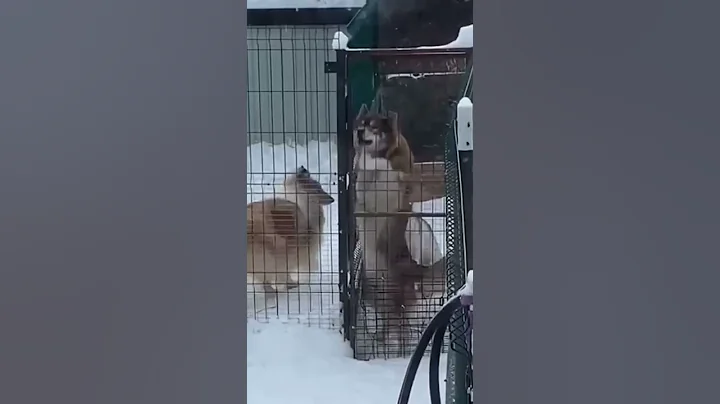 Wolfdog Escapes Kennel to Mate Female Dog in Kennel next door - DayDayNews