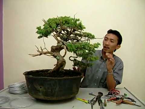  BUNGA  BONSAI  YouTube