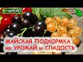 ВСЕГДА ТАК ПОДКАРМЛИВАЮ СМОРОДИНУ и ЗЕМЛЯНИКУ в МАЕ и ВСЕГДА С БОЛЬШИМ УРОЖАЕМ! ПРИРОДНАЯ ПОДКОРМКА!