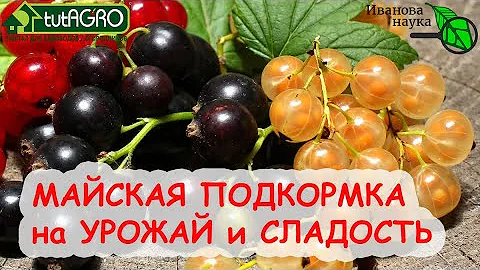 ВСЕГДА ТАК ПОДКАРМЛИВАЮ СМОРОДИНУ и ЗЕМЛЯНИКУ в МАЕ и ВСЕГДА С БОЛЬШИМ УРОЖАЕМ! ПРИРОДНАЯ ПОДКОРМКА!