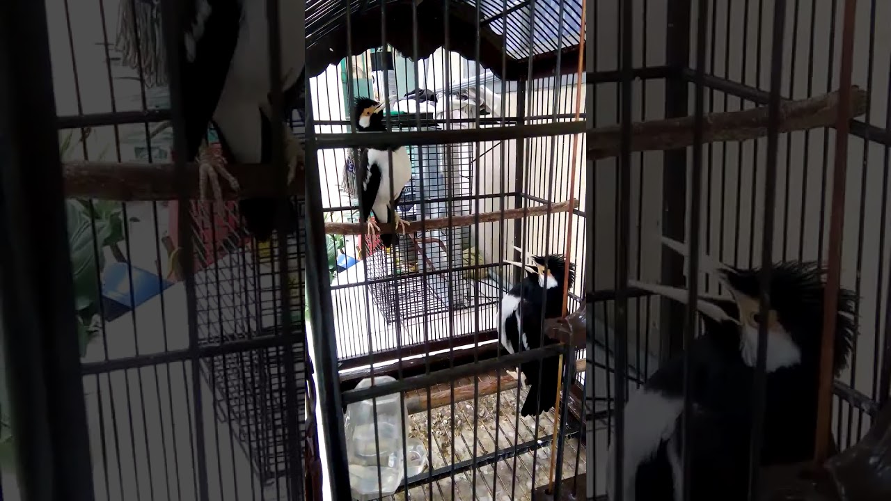 Jalak Suren sedang bercekerama.... 