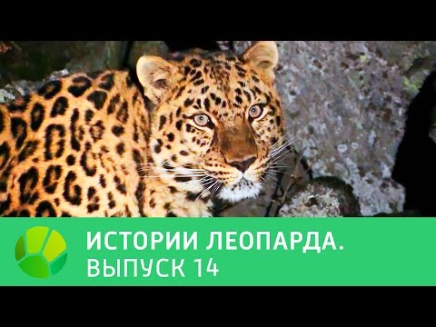 История леопарда. Выпуск 14  | Живая Планета