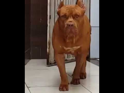 Foto de pitbull bravo Clearance