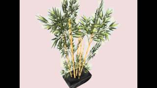Bamboo Plant in Pot Low Poly 3D model from CGTrader.com