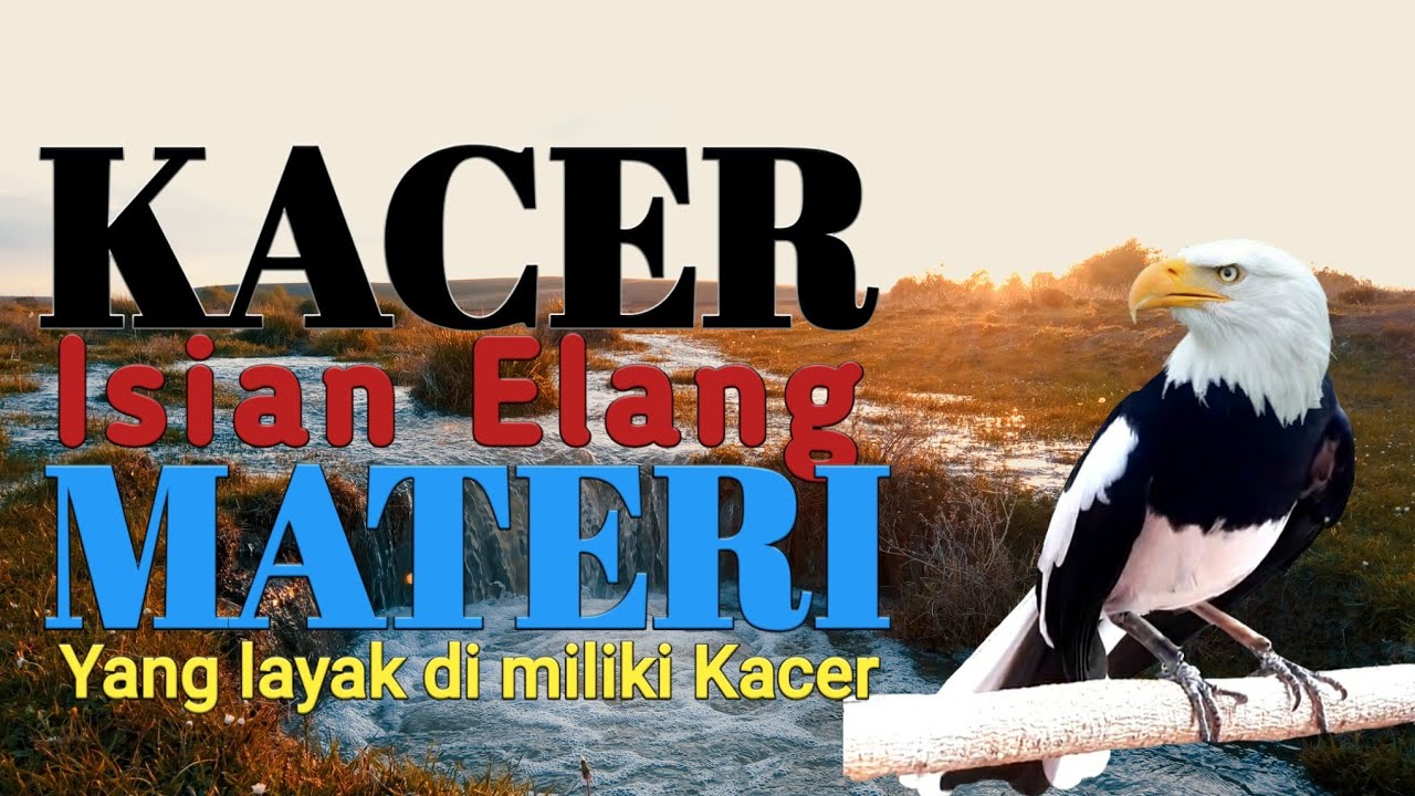 MATERI ATAU ISIAN ELANG UNTUK KACER, cocok sebagai senjata untuk