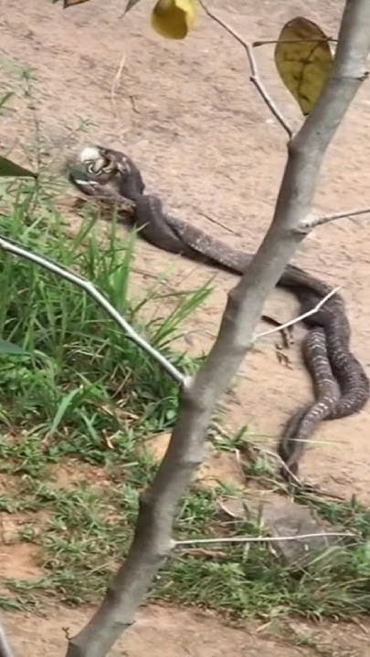 king cobra vs King cobra ultimate fight-part 02 - YouTube