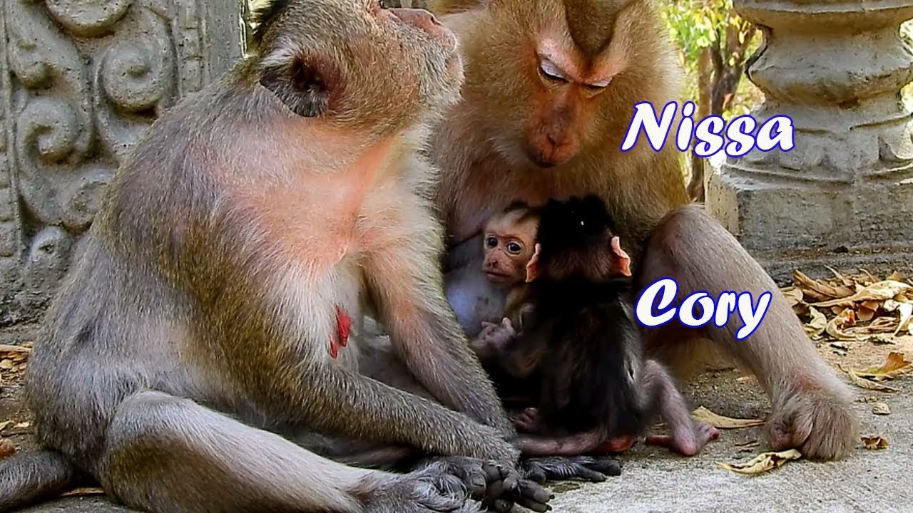 Wow..!Cute baby monkey Cory greeting baby monkey Niko-Cory ask mama Niss about Niko situation