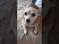 My sweet  Lily #Chihuahua  #Pictures of Lily
