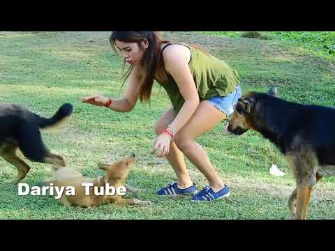 Dariya Teaching Lovely Dogs To Jump Up For Take Food At Duck Farm