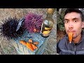 CATCH AND COOK Spiny Sea Urchin!!! (UNI)