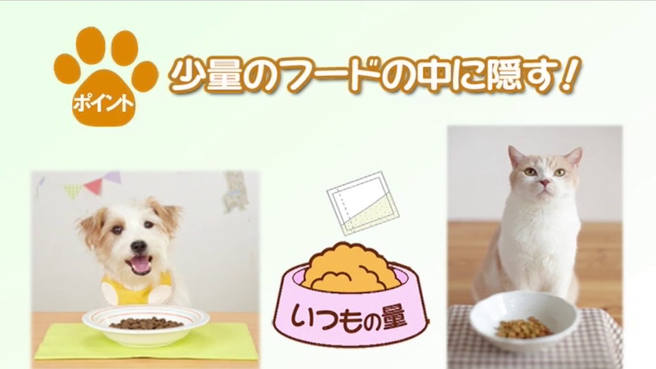 獣医師監修 薬の飲ませ方 目薬のさし方 ペット用品の通販サイト ペピイ Peppy