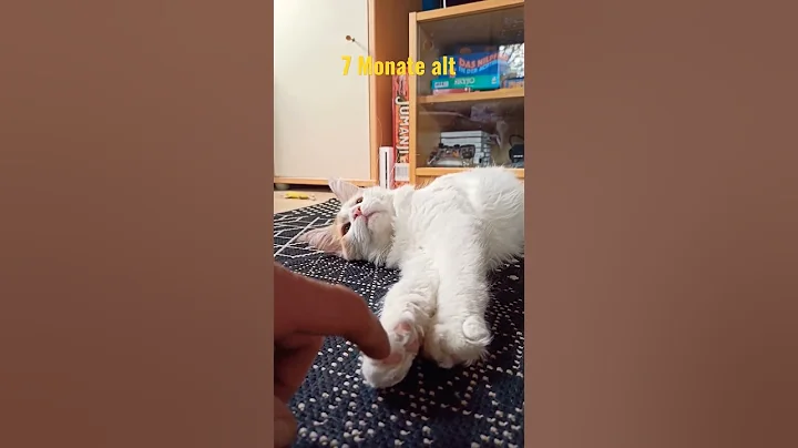 Video 2439481: coon mainecoon kitten cat, mains coon cat mainecoon, mainecoon cat cutecat kitten, cute maine coon kitten, pretty maine coon