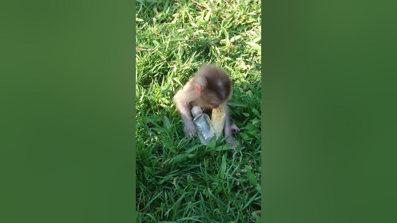 baby monkey eat banana - YouTube