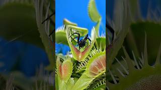 🤯 Amazing Venus fly trap capture!! #shorts