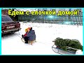 Едем с елочкой домой.Цена на рынке.