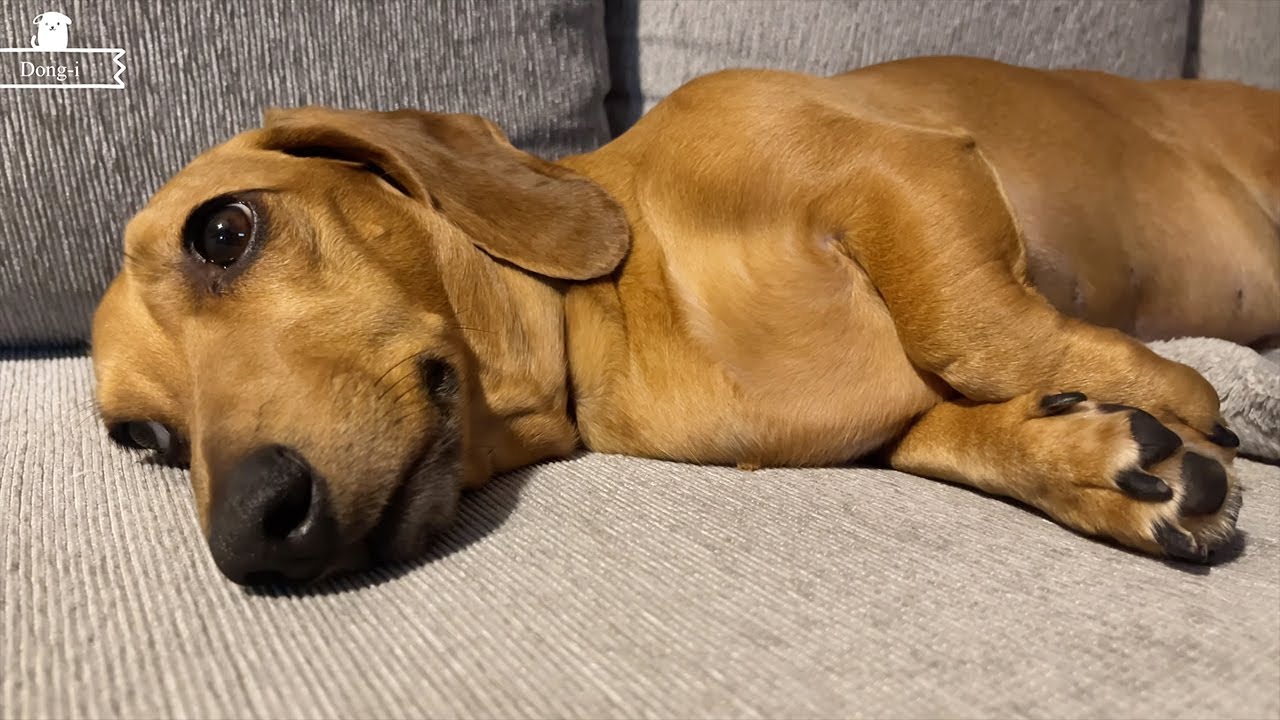 Dachshund looks so pretty when he sleeps YouTube