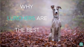 Why Lurchers Are The Best