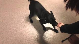 Duke - a 9 month old Pug/Lab mix available at WHS Ozaukee Campus!