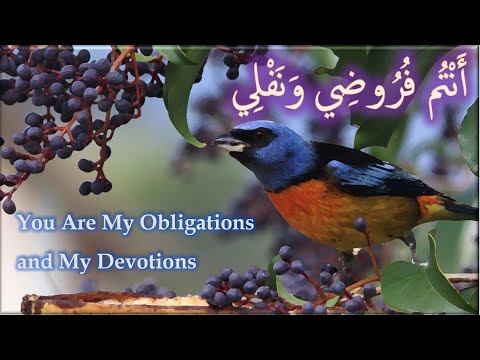 أن ت م ف ر وض ي ون ف ل ي الطريقة القادرية البودشيشية    