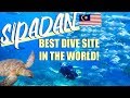 SIPADAN ISLAND SCUBA DIVING in SEMPORNA MALAYSIA (#1 DIVE SITE IN THE WORLD)